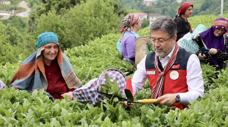 Bakan Yumaklı, çay hasadına katıldı Türkiye kuru çay üretiminde Avrupa'da birinci