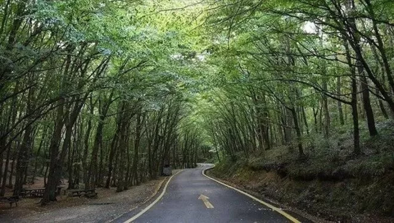 İstanbul'da yangın önlemi Ormanlara girişe sınırlama geldi