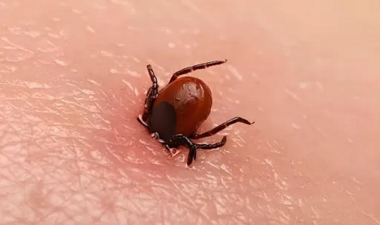 Sıcaklık artışları kene popülasyonunu artırıyor